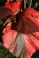 Grand Baie leaves